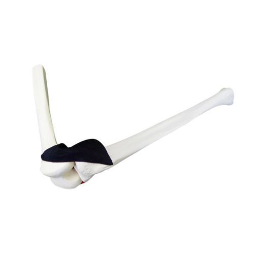 Modelo anatómico de rodilla - 1010 CA - Nacional Ossos - de hueso / de artroscopia / de artroscopia de rodilla