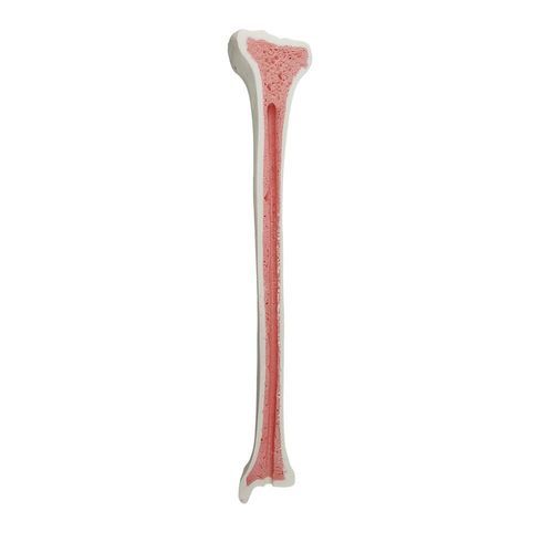 Modelo anatómico de hueso - 2031BESP - Nacional Ossos - de tibia / de cirugía / de formación
