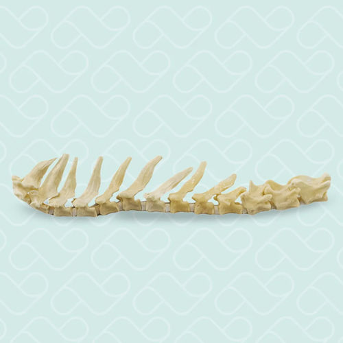 Modelo anatómico torácico - 12801 - Nacional Ossos - de vértebras torácicas / vertebral / de columna vertebral