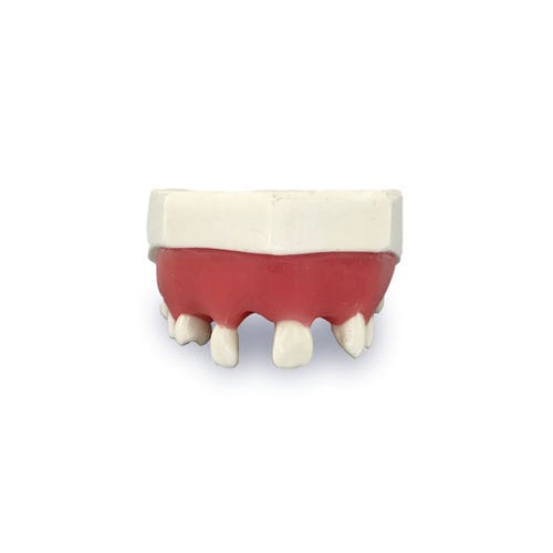 Modelo anatómico de dientes - 4802G - Nacional Ossos - de encías / de maxilar / de implantología
