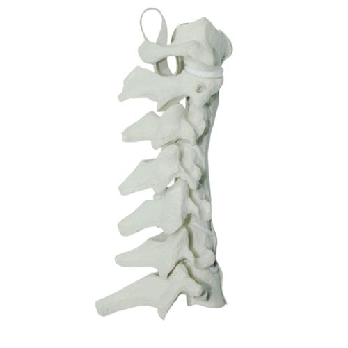 Modelo anatómico de columna vertebral cervical - 5010 - Nacional Ossos - para neurocirugía del raquis / de formación / de poliuretano