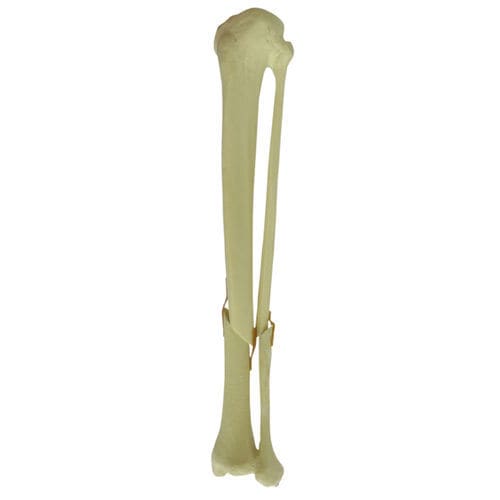 Modelo anatómico de hueso - 9701 - Nacional Ossos - de tibia / de peroné / para cirugía ortopédica