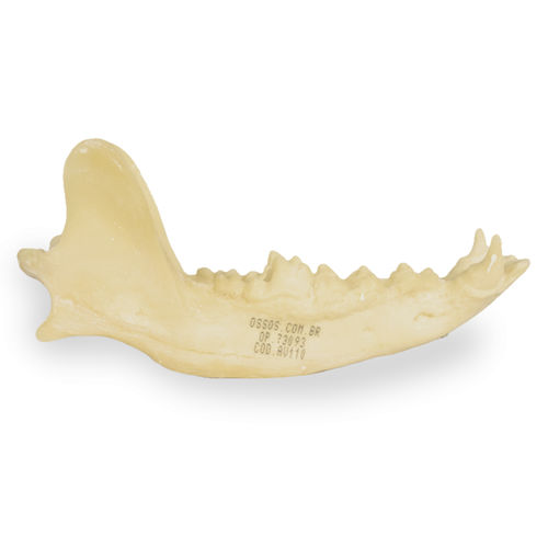 Modelo anatómico de mandíbula - AV110 - Nacional Ossos - de formación / canino