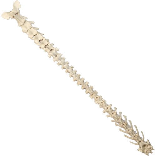 Modelo anatómico de columna vertebral - AV419 - Nacional Ossos - quirúrgico / de formación / canino