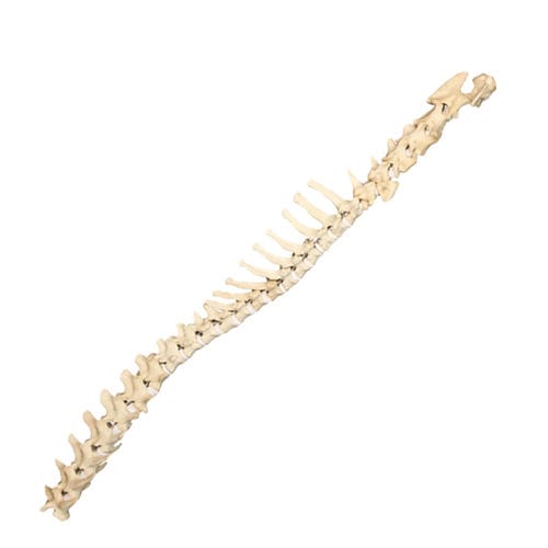 Modelo anatómico de columna vertebral - AV418 - Nacional Ossos - quirúrgico / de formación / canino