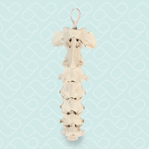 Modelo anatómico de columna vertebral cervical - AV410 - Nacional Ossos - para cirugía ortopédica / para la atención veterinaria / de formación