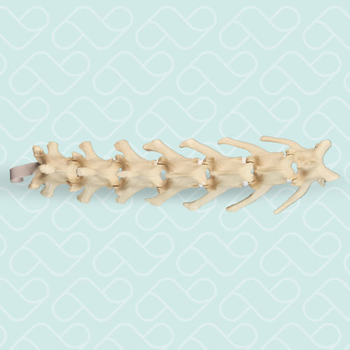 Modelo anatómico de la columna vertebral lumbar - AV411 - Nacional Ossos - quirúrgico / canino / de poliuretano