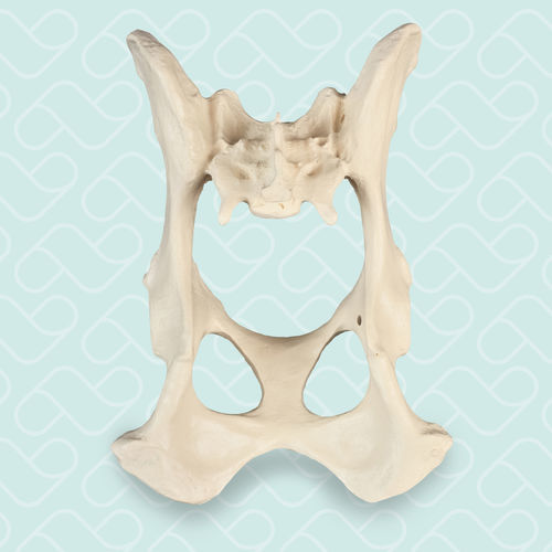 Modelo anatómico de pelvis - AV400 - Nacional Ossos - de formación / canino