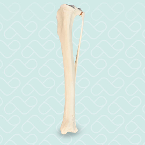 Modelo anatómico de hueso - AV210ESP - Nacional Ossos - de tibia / de formación / canino