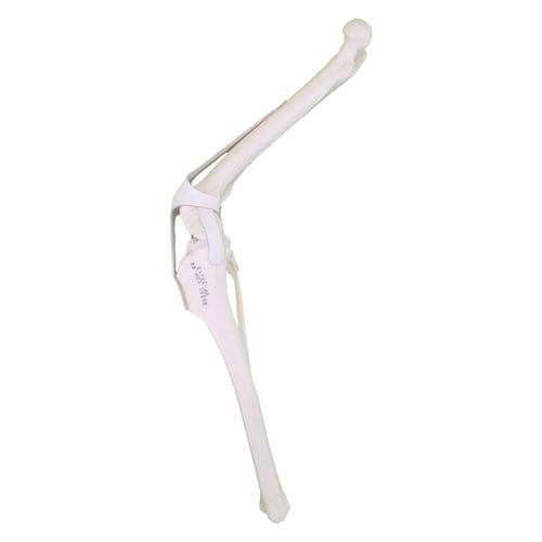 Modelo anatómico de rodilla - AV252 D - Nacional Ossos - quirúrgico / de formación / canino