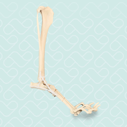 Modelo anatómico de hueso - AV215ESP - Nacional Ossos - de tibia / de tarsos / de articulaciones metatarsofalángicas