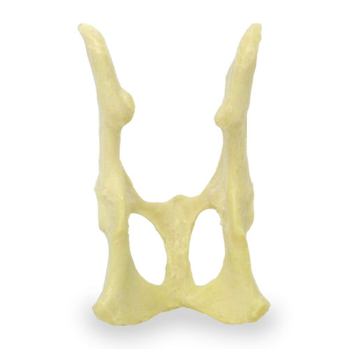 Modelo anatómico de pelvis - AV160 - Nacional Ossos - de cirugía / de formación / de felino