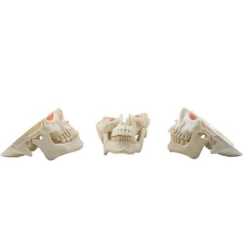 Maniquí de prácticas de cirugía - 12809 - Nacional Ossos - para cirugía oral / para cirugía dental / para odontología