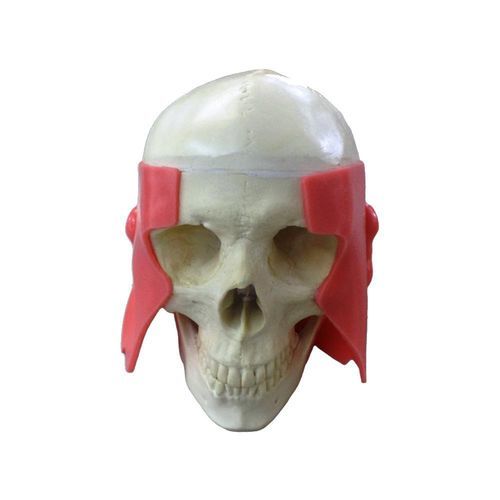 Modelo anatómico de mandíbula - 10758 - Nacional Ossos - de maxilar / de cráneo / temporomandibular