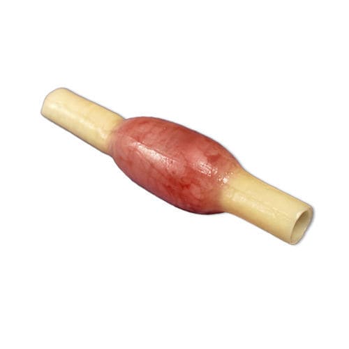 Modelo anatómico de trompas de Falopio - 050 series - LifeLike BioTissue Inc. - quirúrgico / de formación / de salpingectomía