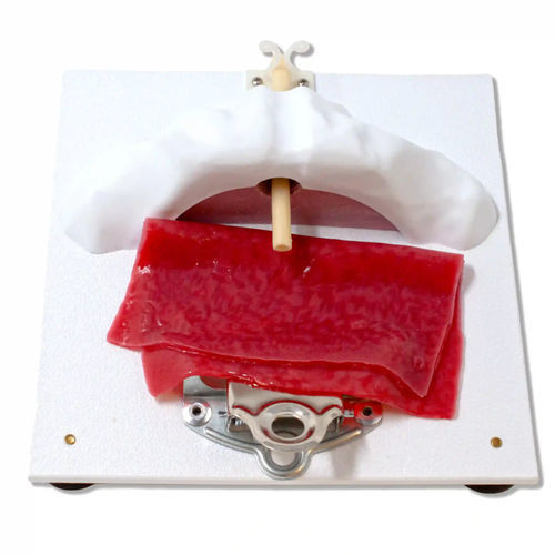 Soporte de modelos - 1211 - LifeLike BioTissue Inc.