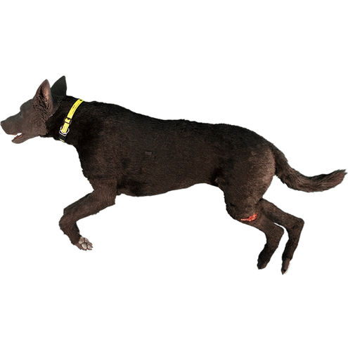 Simulador canino - TraumaFX Solutions, Inc. - de inyección intraósea / para vendaje de pacientes / de formación
