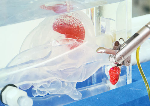 Modelo anatómico de corazón - JMC Corporation - de formación / de biopsia / transparente