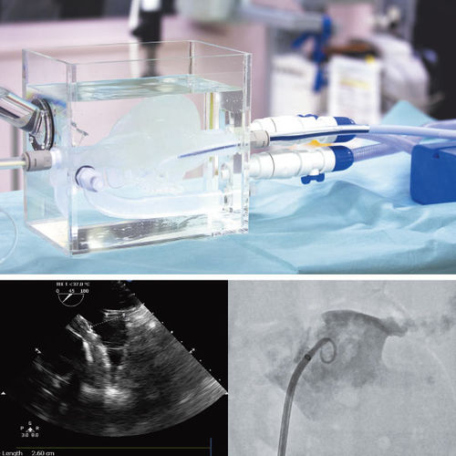 Modelo anatómico de corazón - LAA Closure Model - JMC Corporation - para cirugía vascular / de formación