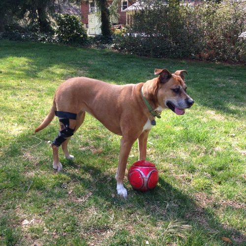 Ortesis veterinaria para perro - Hero Braces - para rodilla / articulada