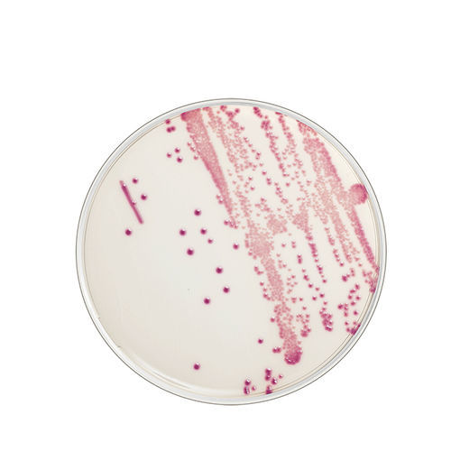 Reactivo gel de agar - FLEXICULT® ID - SSI Diagnostica - de patología / Escherichia coli / cromogénico