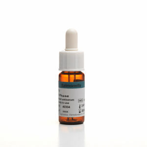Reactivo antisuero - H - SSI Diagnostica - para hemaglutinación / de Salmonella