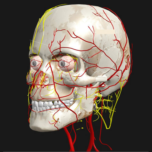 Software de educación - VIVED - médico / de anatomía / de visualización 3D