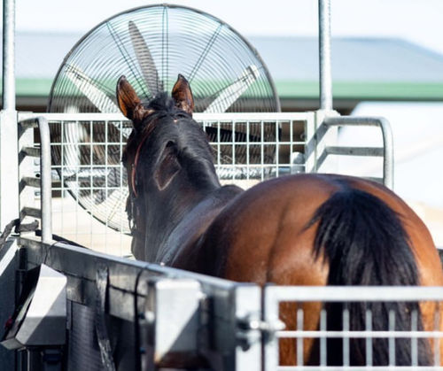 Cinta de correr veterinaria para caballos - GG - ECB Equine Spa - de velocidad ajustable / inclinada