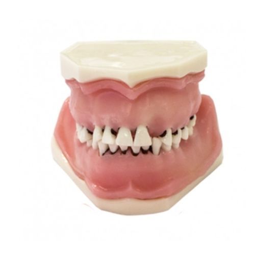 Modelo anatómico de dientes - DOTFOX - para odontología / quirúrgico / para sutura
