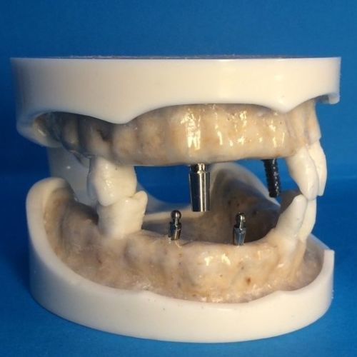 Modelo anatómico gingival - DOTFOX - para odontología / quirúrgico / para sutura