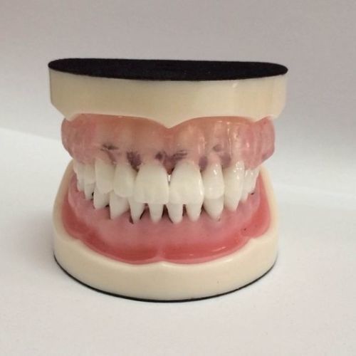 Modelo anatómico de boca - DOTFOX - para higiene dental
