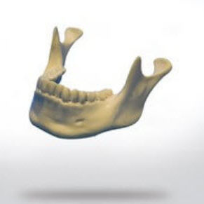 Modelo anatómico de hueso - 8900 - SYNBONE AG - de mandíbula / de implantología / de formación