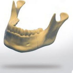 Modelo anatómico de mandíbula - 8903 - SYNBONE AG - de hueso / de maxilar / de cirugía