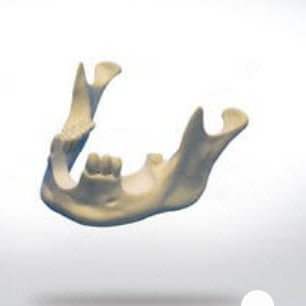 Modelo anatómico de hueso - 8901 - SYNBONE AG - de mandíbula / de cirugía / de implantología