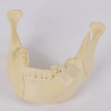Modelo anatómico de mandíbula - 8990.01 - SYNBONE AG - de hueso / de maxilar / de cirugía
