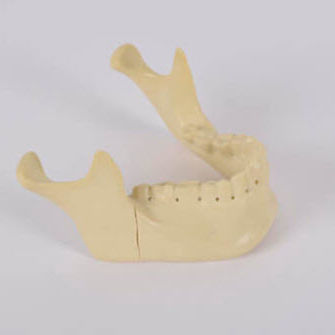 Modelo anatómico de hueso - 8959 - SYNBONE AG - de mandíbula / de cirugía / de implantología