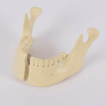 Modelo anatómico de mandíbula - 8955 - SYNBONE AG - de maxilar / para cirugía ortopédica / de implantología
