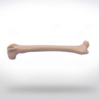 Modelo anatómico de fémur - 0822.00 - SYNBONE AG - de cirugía / veterinario / de formación