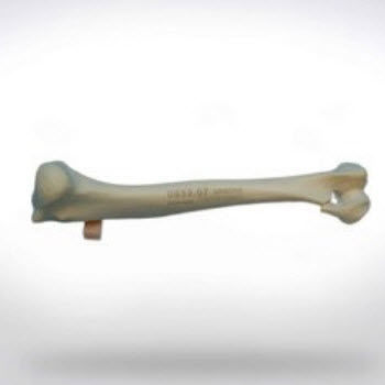 Modelo anatómico de húmero - 0852.07 - SYNBONE AG - de cirugía / veterinario / de formación