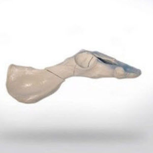 Modelo anatómico de pelvis - 0842.05 - SYNBONE AG - de cirugía / veterinario / de formación