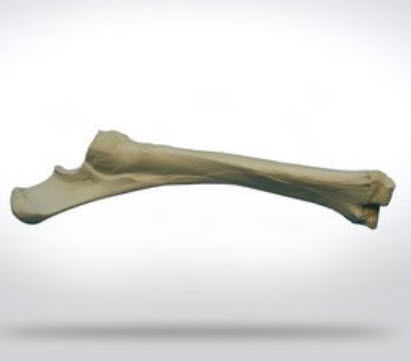 Modelo anatómico de radio - 0110 - SYNBONE AG - de cirugía / veterinario / de formación