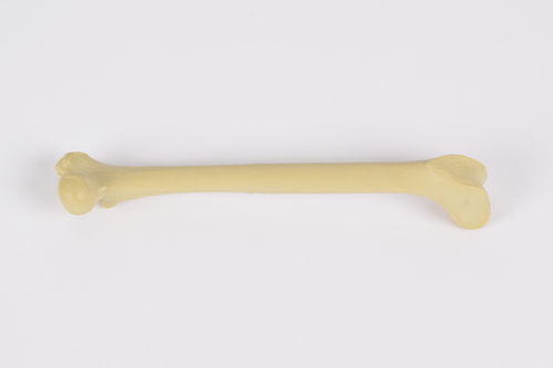 Modelo anatómico de fémur - 0922.00 - SYNBONE AG - de cirugía / veterinario / de formación