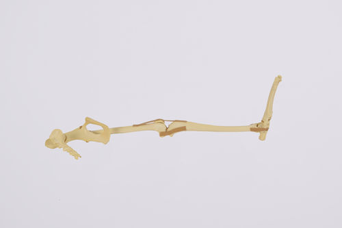 Modelo anatómico miembros inferiores - 0906 - SYNBONE AG - de hueso / de pelvis / de rótula