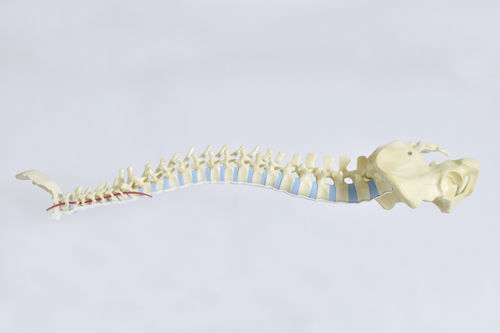 Modelo anatómico de hueso - LSS9305 - SYNBONE AG - de hueso esponjoso / de pelvis / de columna vertebral