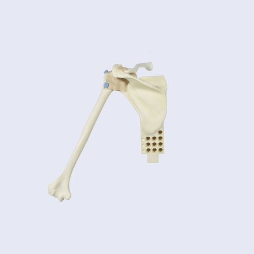 Modelo anatómico de articulación - LSH5760 - SYNBONE AG - de húmero / de hombro / de omóplato