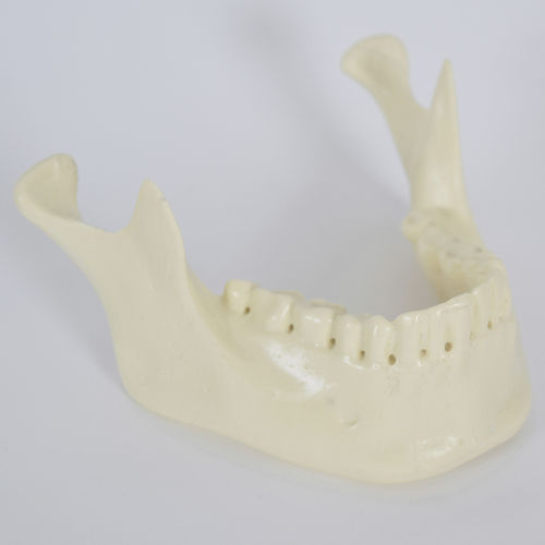 Modelo anatómico de hueso - 8950 - SYNBONE AG - de mandíbula / de implantología / de formación