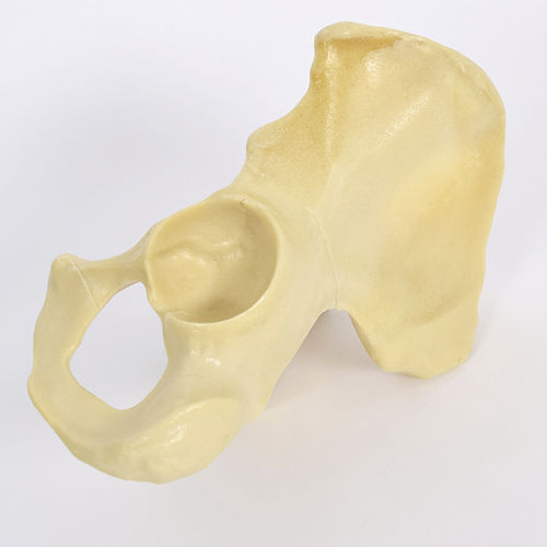 Modelo anatómico de hemipelvis - 4020 - SYNBONE AG - de articulación / de cadera / de cirugía