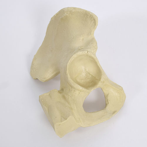 Modelo anatómico de hemipelvis - PR0735 - SYNBONE AG - de articulación / de cadera / de cirugía