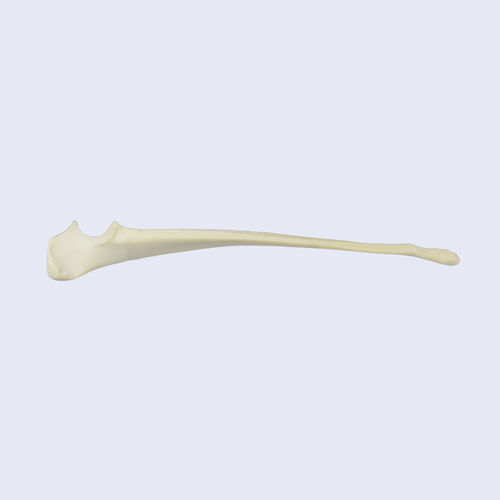 Modelo anatómico de hueso - 0832.00 - SYNBONE AG - de cirugía / veterinario / de formación