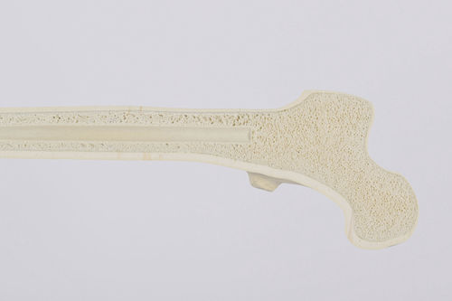 Modelo anatómico de hueso esponjoso - SYNBONE AG - de hueso / de articulación / para cirugía ortopédica
